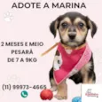 Cachorro ra a SRD-ViraLata idade 2 a 6 meses nome Marina