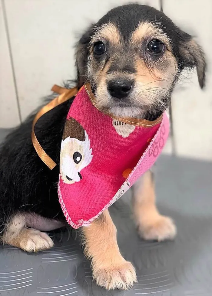 Cachorro ra a SRD-ViraLata idade 2 a 6 meses nome Marina