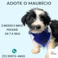 Cachorro ra a SRD-ViraLata idade 2 a 6 meses nome Maurício 