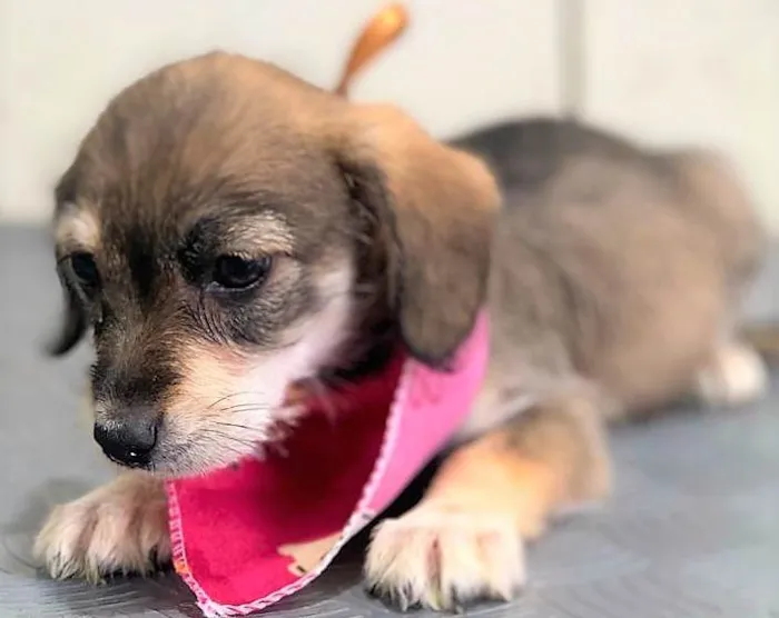 Cachorro ra a SRD-ViraLata idade 2 a 6 meses nome Marry