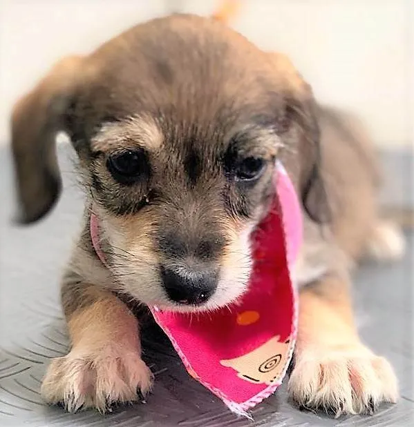 Cachorro ra a SRD-ViraLata idade 2 a 6 meses nome Marry