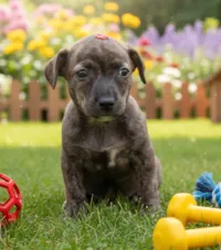 Cachorro ra a SRD-ViraLata idade 2 a 6 meses nome Matilda