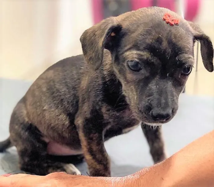 Cachorro ra a SRD-ViraLata idade 2 a 6 meses nome Matilda