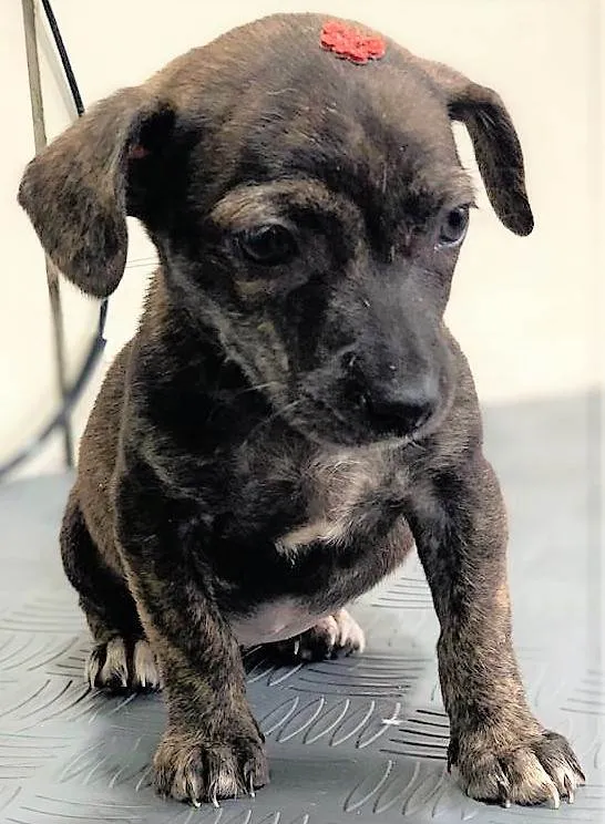 Cachorro ra a SRD-ViraLata idade 2 a 6 meses nome Matilda