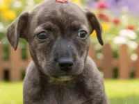 Cachorro ra a SRD-ViraLata idade 2 a 6 meses nome Matilda