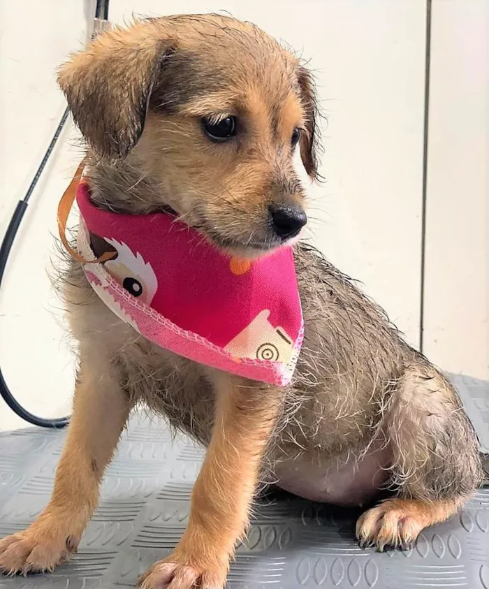 Cachorro ra a SRD-ViraLata idade 2 a 6 meses nome Miriam