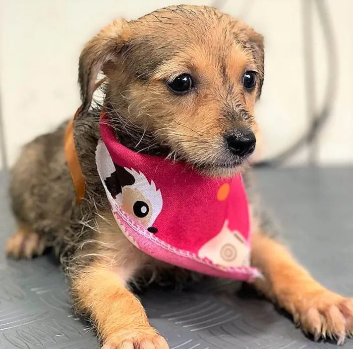 Cachorro ra a SRD-ViraLata idade 2 a 6 meses nome Miriam