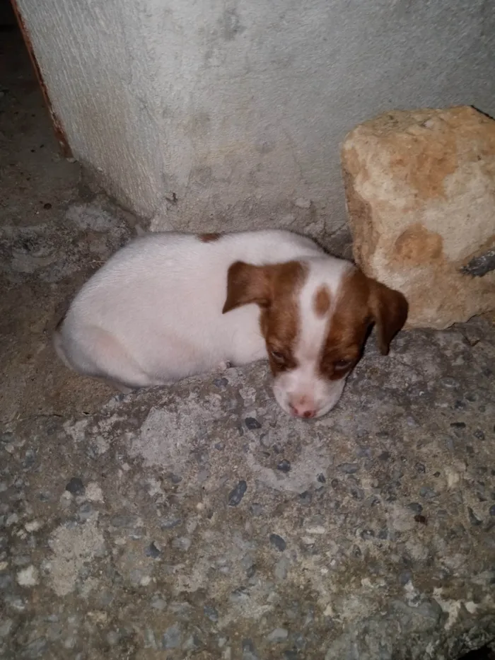 Cachorro ra a Pit-Bull idade 3 anos nome Bruce 