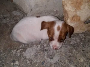 Cachorro ra a Pit-Bull idade 3 anos nome Bruce 