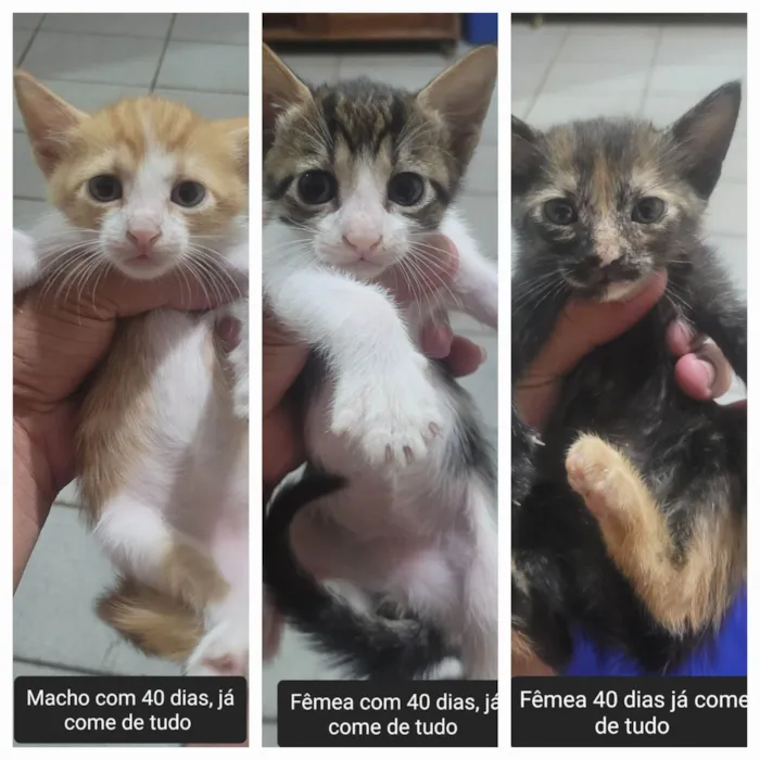 Gato ra a SRD-ViraLata idade Abaixo de 2 meses nome Filhotes 