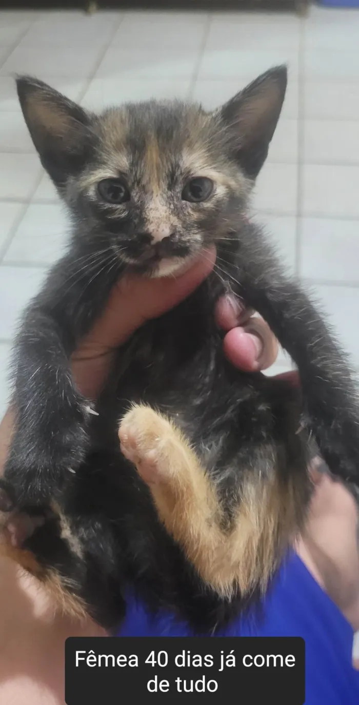 Gato ra a SRD-ViraLata idade Abaixo de 2 meses nome Filhotes 