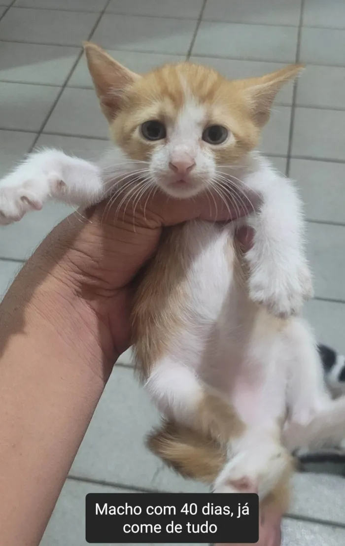 Gato ra a SRD-ViraLata idade Abaixo de 2 meses nome Filhotes 