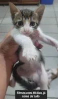 Gato ra a SRD-ViraLata idade Abaixo de 2 meses nome Filhotes 