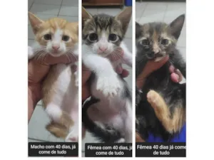 Gato raça SRD-ViraLata idade Abaixo de 2 meses nome Filhotes 