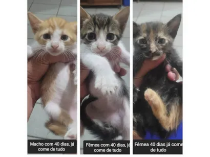 Gato raça SRD-ViraLata idade Abaixo de 2 meses nome Filhotes 