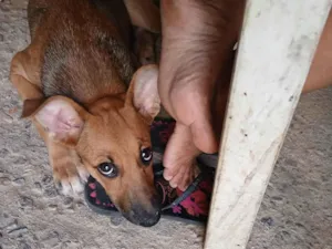 Cachorro raça SRD-ViraLata idade 2 a 6 meses nome Estrela