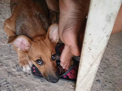 Cachorro raça SRD-ViraLata idade 2 a 6 meses nome Estrela