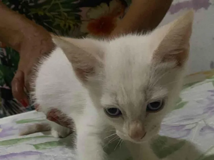 Gato raça SRD-ViraLata idade Abaixo de 2 meses nome Floquinho