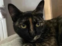 Gato raça SRD-ViraLata idade 1 ano nome Juju 