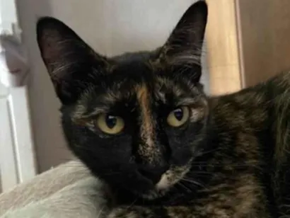 Gato raça SRD-ViraLata idade 1 ano nome Juju 