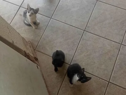 Gato raça SRD-ViraLata idade 2 a 6 meses nome ketlyn campos de paiva 