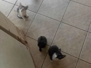 Gato ra a SRD-ViraLata idade 2 a 6 meses nome ketlyn campos de paiva 