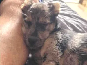 Cachorro raça SRD-ViraLata idade 2 a 6 meses nome Cacau