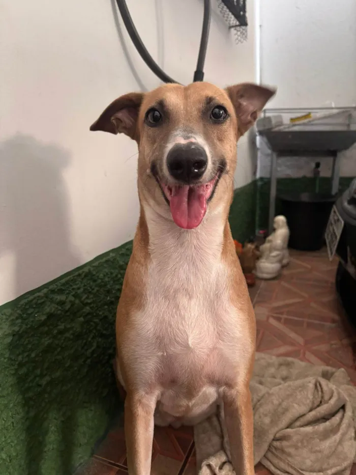 Cachorro ra a SRD-ViraLata idade 1 ano nome Mila