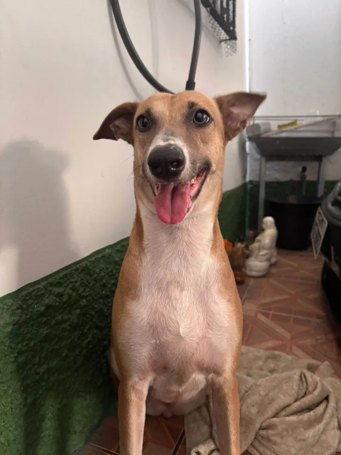 Cachorro ra a SRD-ViraLata idade 1 ano nome Mila