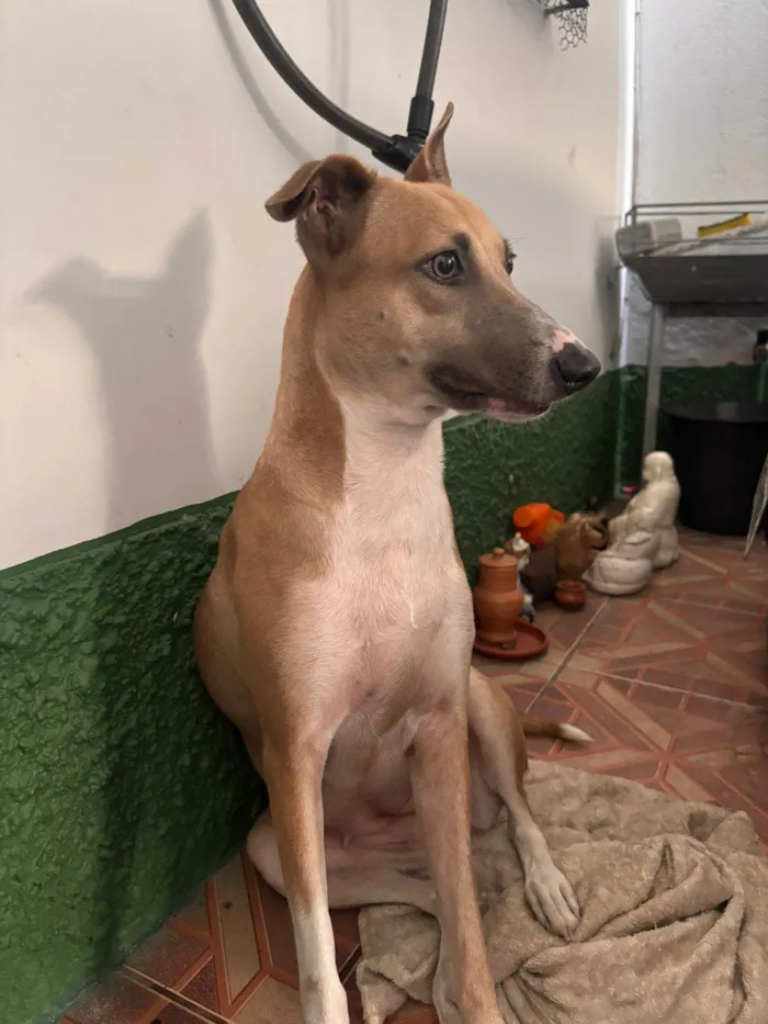 Cachorro ra a SRD-ViraLata idade 1 ano nome Mila