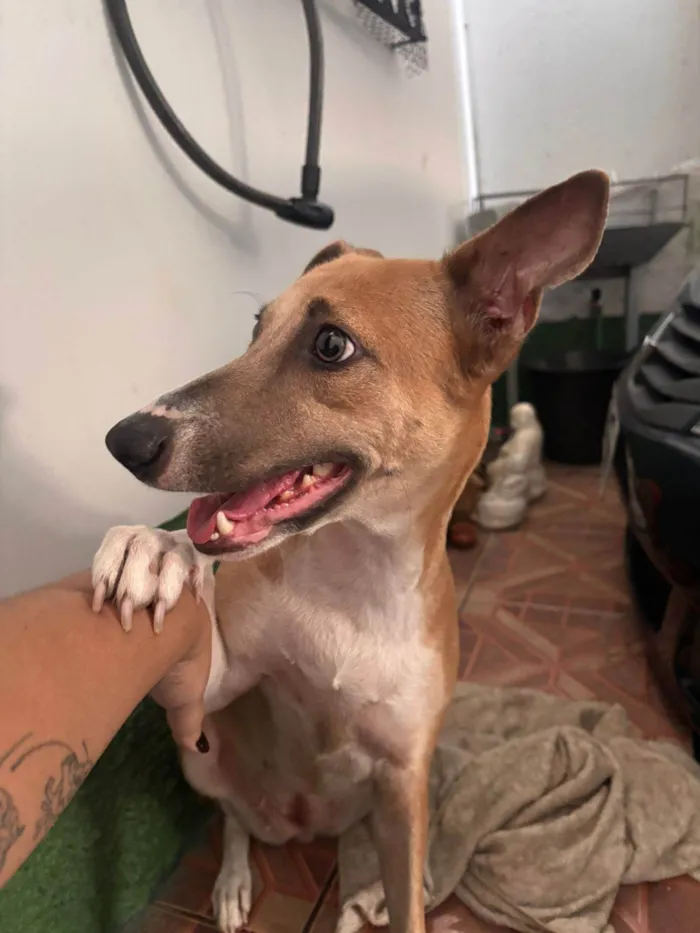 Cachorro ra a SRD-ViraLata idade 1 ano nome Mila