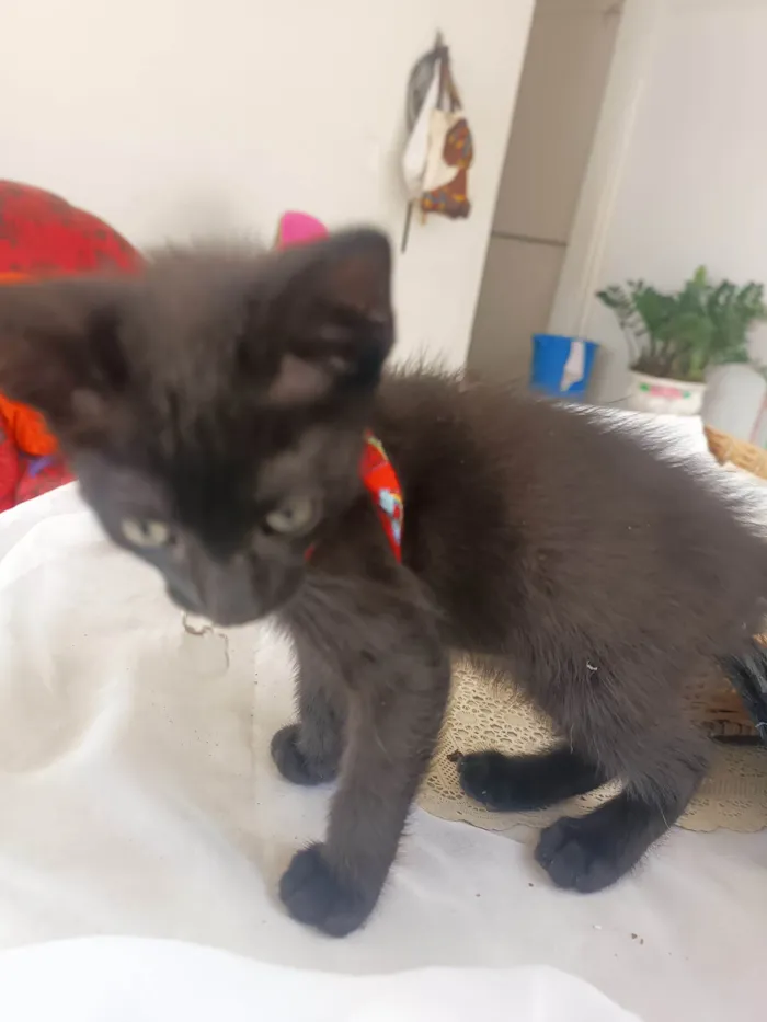 Gato ra a SRD-ViraLata idade 2 a 6 meses nome Uxe