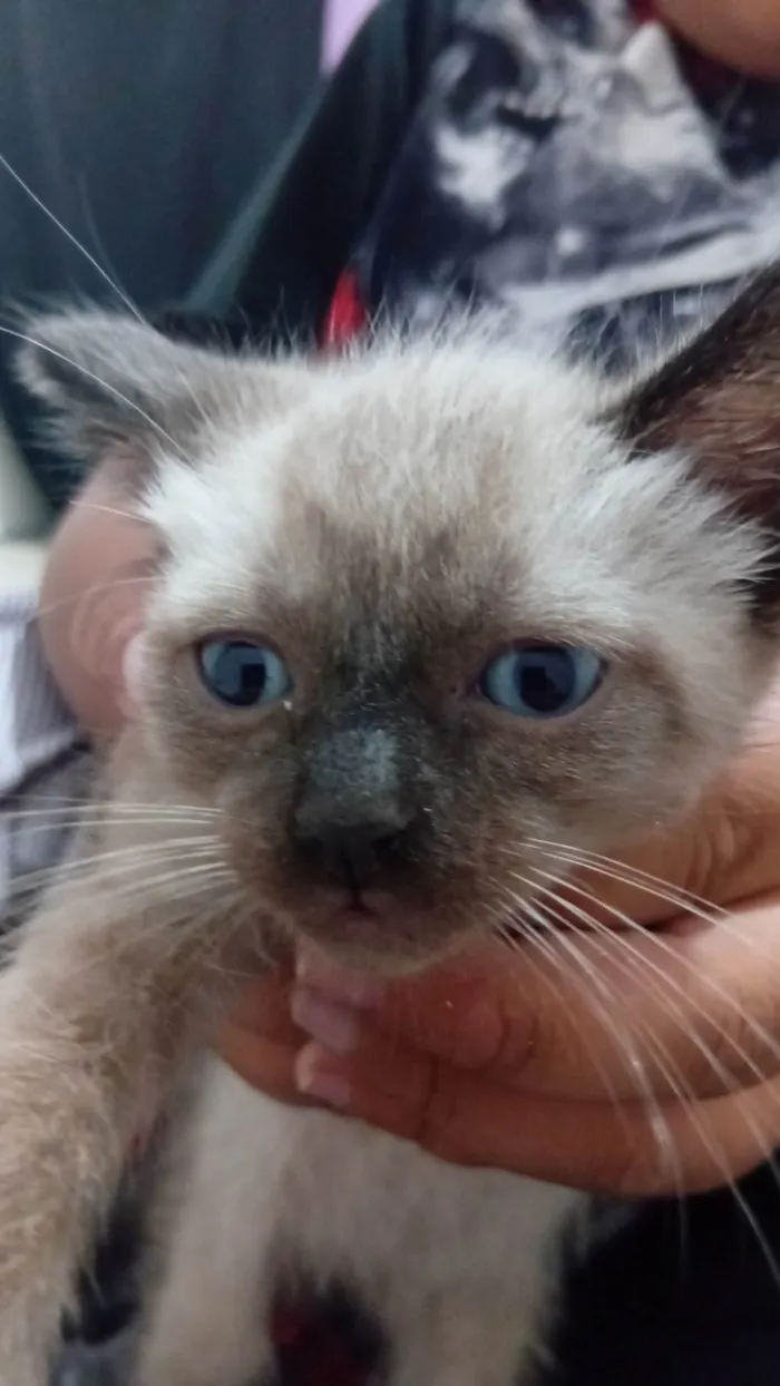Gato ra a SRD-ViraLata idade Abaixo de 2 meses nome Luca