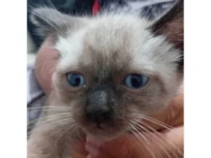 Gato raça SRD-ViraLata idade Abaixo de 2 meses nome Luca