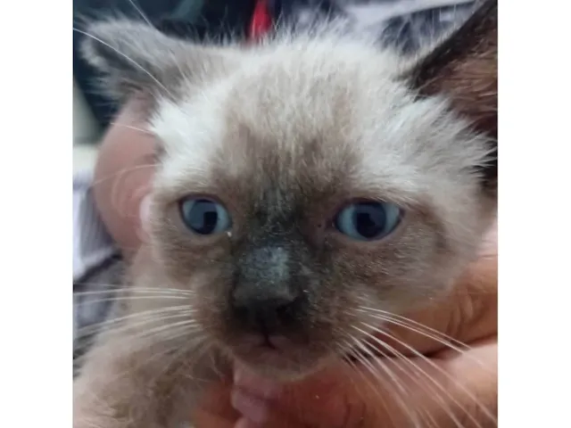 Gato raça SRD-ViraLata idade Abaixo de 2 meses nome Luca