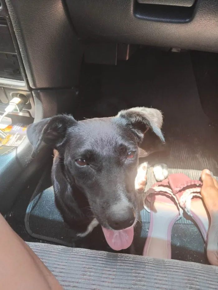 Cachorro ra a SRD-ViraLata idade 1 ano nome Pretinha 