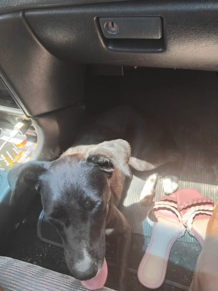 Cachorro ra a SRD-ViraLata idade 1 ano nome Pretinha 