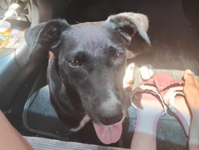 Cachorro raça SRD-ViraLata idade 1 ano nome Pretinha 