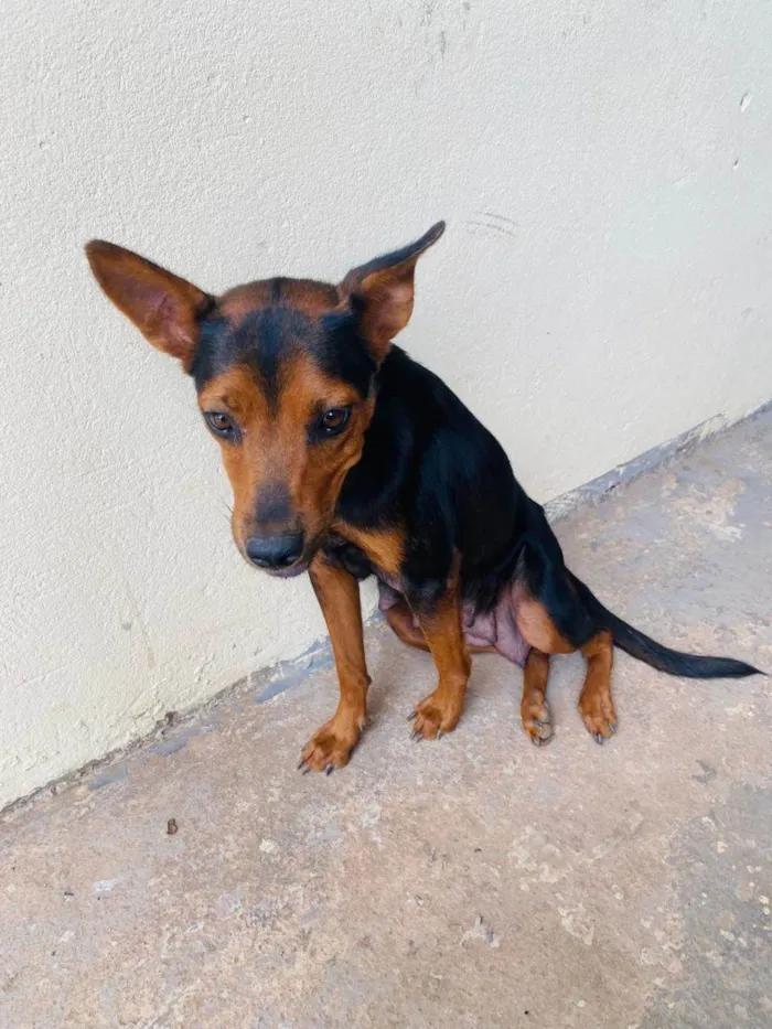 Cachorro ra a SRD-ViraLata idade 1 ano nome Tica