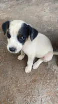 Cachorro ra a SRD-ViraLata idade Abaixo de 2 meses nome Ainda não tem