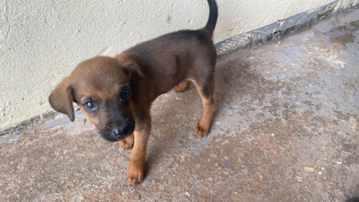 Cachorro ra a SRD-ViraLata idade Abaixo de 2 meses nome Ainda não tem