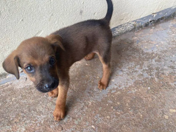 Cachorro ra a SRD-ViraLata idade Abaixo de 2 meses nome Ainda não tem