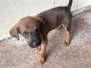 Cachorro raça SRD-ViraLata idade Abaixo de 2 meses nome Ainda não tem