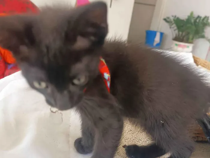 Gato ra a SRD-ViraLata idade 2 a 6 meses nome Uxe