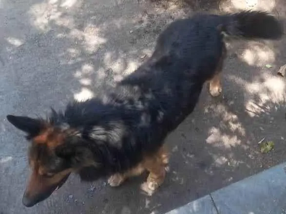 Cachorro raça Pastor Alemão idade 2 anos nome Não sabemos