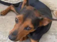 Cachorro raça SRD-ViraLata idade 1 ano nome Tica