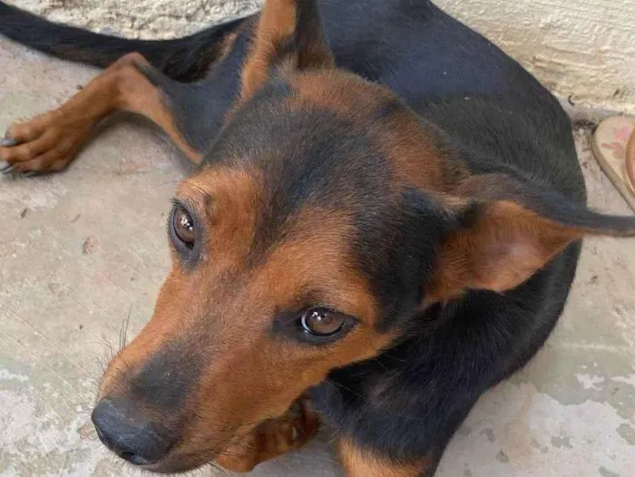 Cachorro ra a SRD-ViraLata idade 1 ano nome Tica
