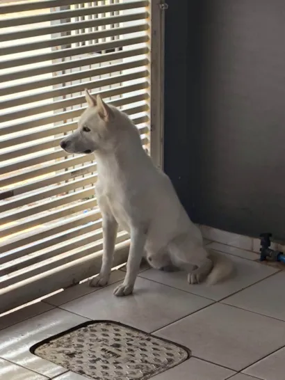 Cachorro ra a Husky Siberiano idade 1 ano nome POLAR 