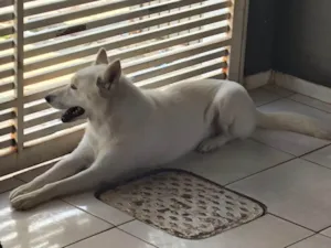 Cachorro raça Husky Siberiano idade 1 ano nome POLAR 