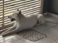 Cachorro ra a Husky Siberiano idade 1 ano nome POLAR 